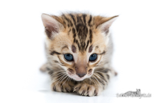 Bengal Cat Zucht